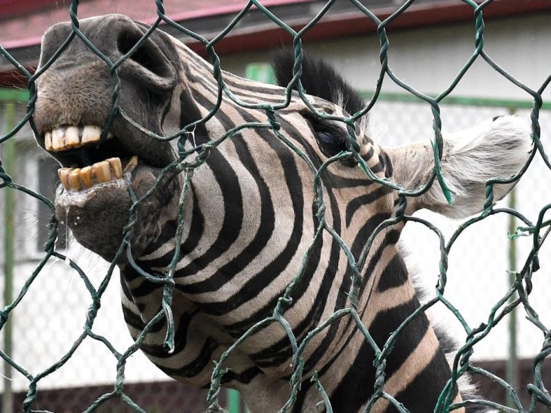 Zoo NRW Zebras (Symbolbild)