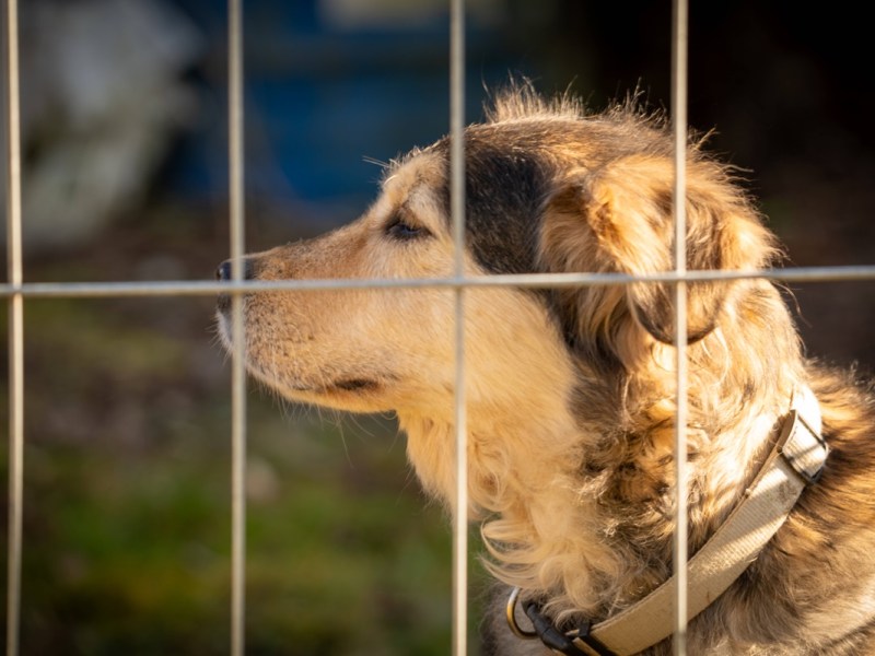 Hund Tierheim Essen