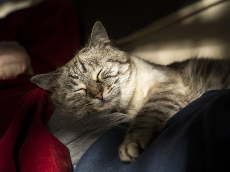 Ein Tierheim in NRW hat einen schrecklichen Verdacht nach dem Fund einer Katze (Symbolfoto).