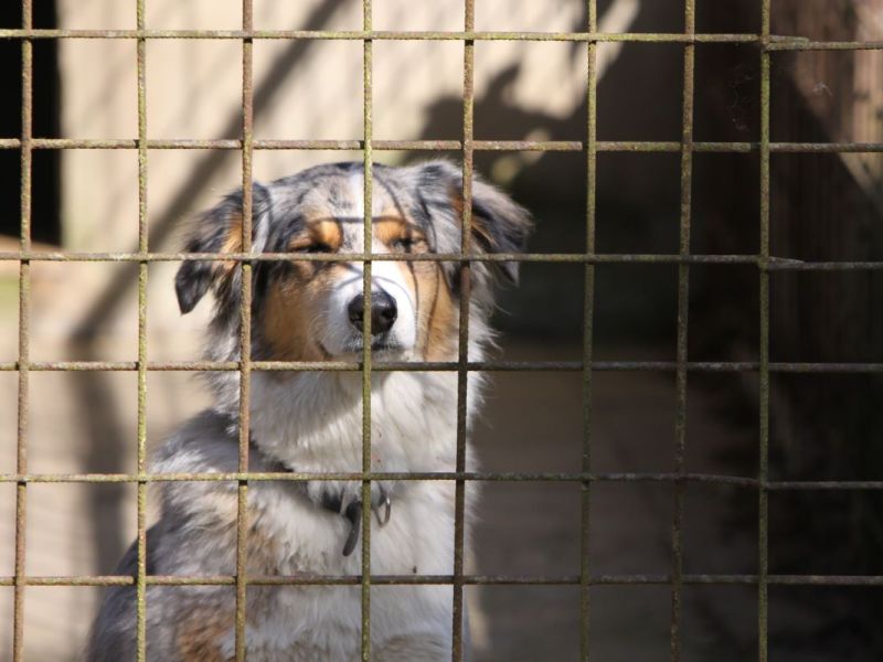 Tierheim Bochum vermittelt Hund – doch der kommt postwendend zurück