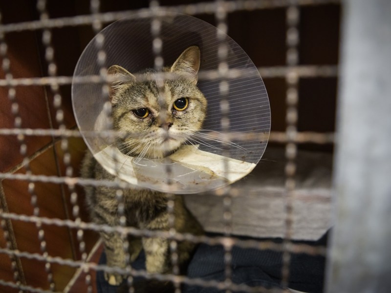 Tierheim Essen vermittelt Katzen-Duo – nur eine Woche später kommt die Nachricht