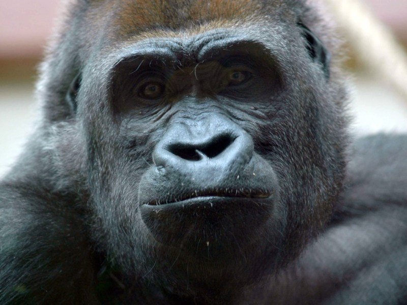 NRW-Zoo