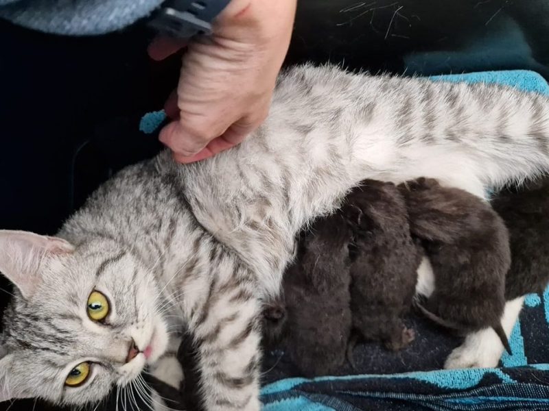 Tierheim Bochum: „Es geht schon wieder los“ – Mitarbeiter können Tierleid nicht mehr mit ansehen
