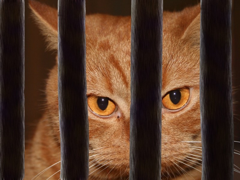 NRW-Tierärzte wollen Kater Volker retten – am Ende kommt jede Hilfe zu spät