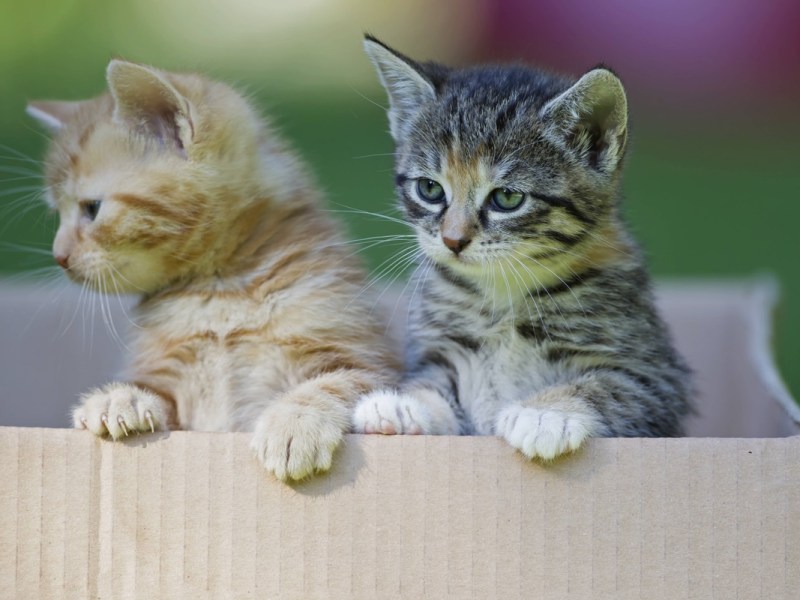 NRW: Mann verschenkt Katzen in S-Bahn – seine Erklärung macht fassungslos