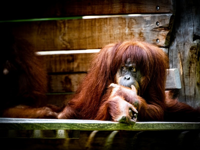 Zoo Dortmund: Kaum verlassen die Pfleger das Gehege, geht es los
