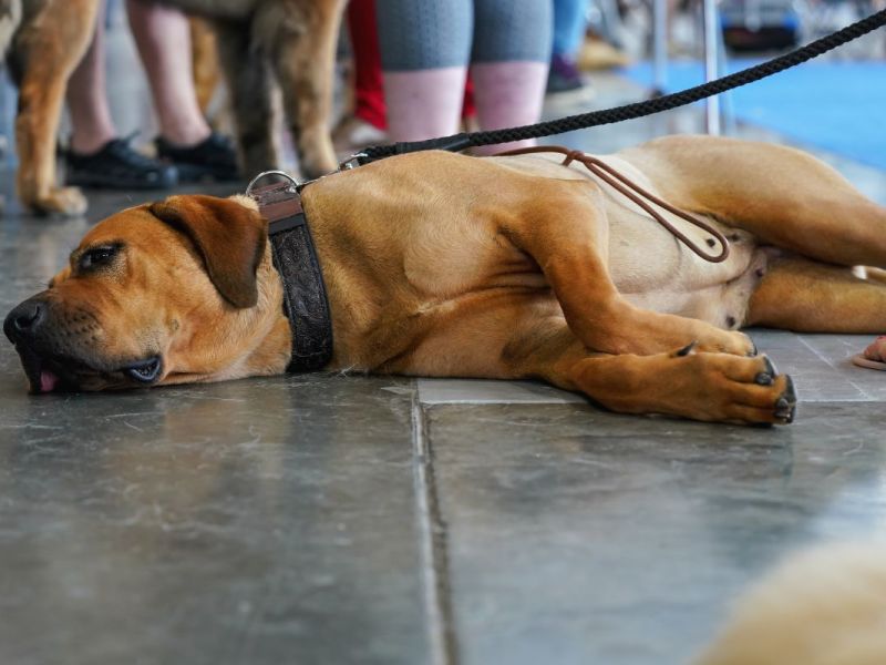 Gassigehen mit Hund verboten! Land pocht auf strikte Regeln in mehreren Städten