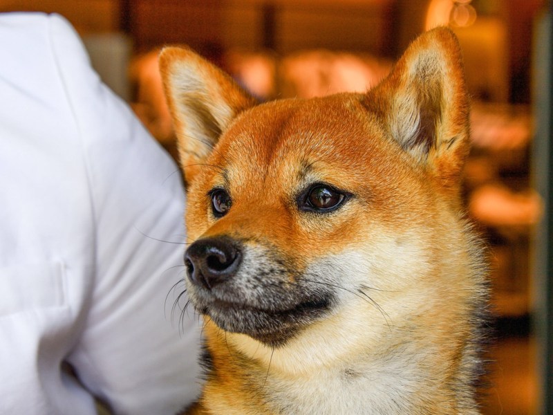 Ruhrgebiet: Hundesteuer sprengt HIER alle Ketten – es ist nicht Essen