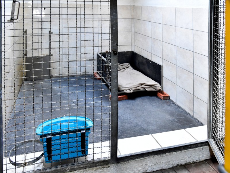 Tierheim NRW: Blick auf Hund löst Schock aus – „Macht mir Angst“