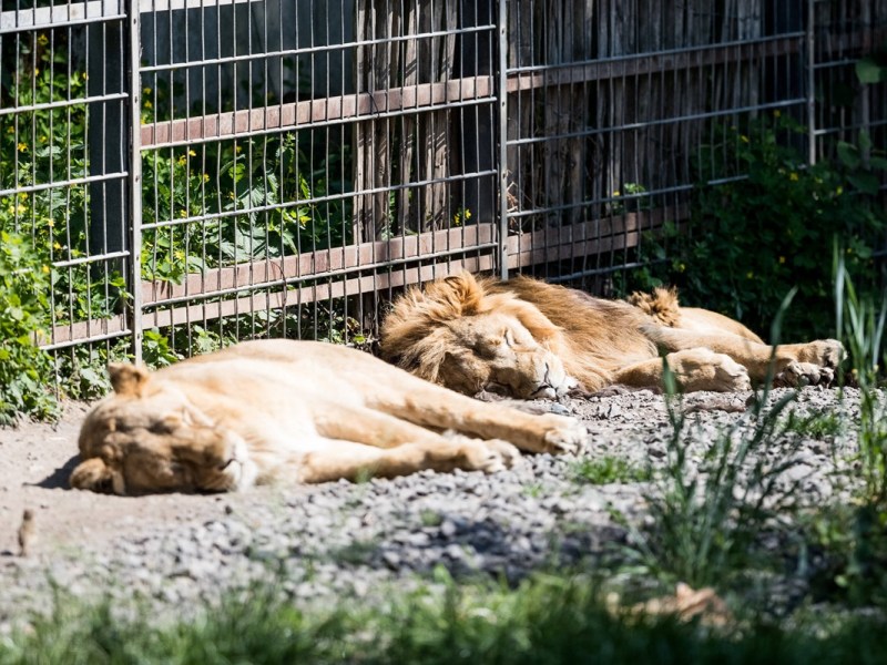 Löwen-Drama im Kölner Zoo – Jungtiere kurz nach der Geburt eingeschläfert